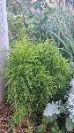 Okrasna cipresa