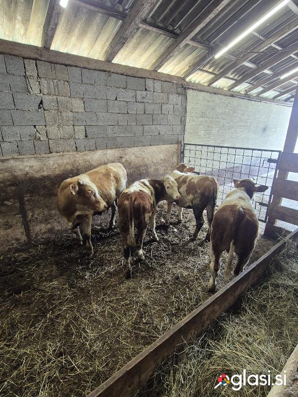 Prodam 2 bikca in 2 telički