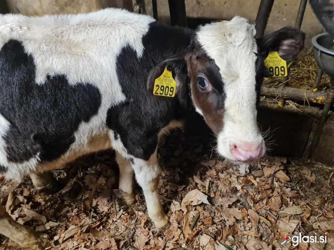 Bikca prodam 5 mesecv