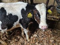 Bikca prodam 5 mesecv