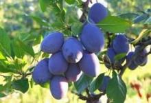 Žganje -  hruškovec, breskov, tropinovec