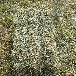 Kocke sena brez gnojenja 2025