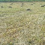 Kocke sena brez gnojenja 2025