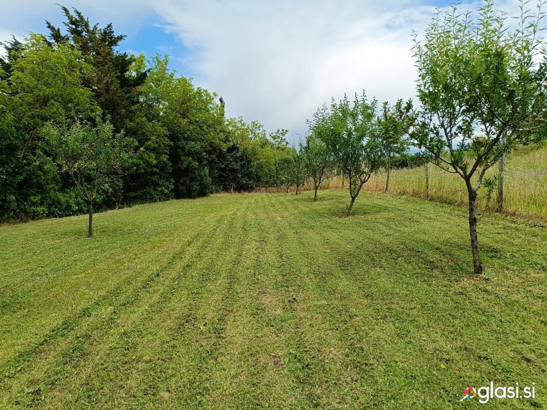 Mandelj - drevo - sadike mandlja