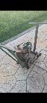Prodam stabilni motor Sachs oldimer starodobnik