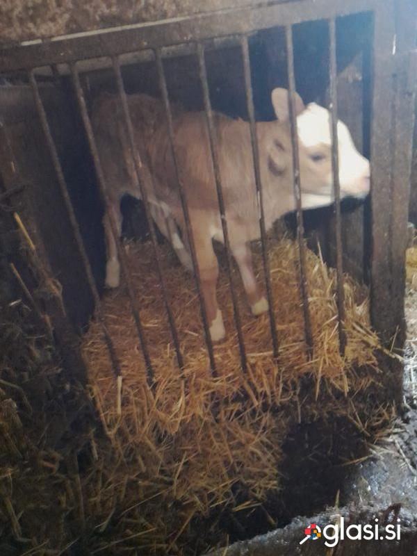 PRODAM 2 TELIČKI/ TELE - EKOLOŠKA REJA