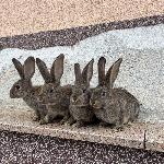 Prodam kunce belgijske orjake