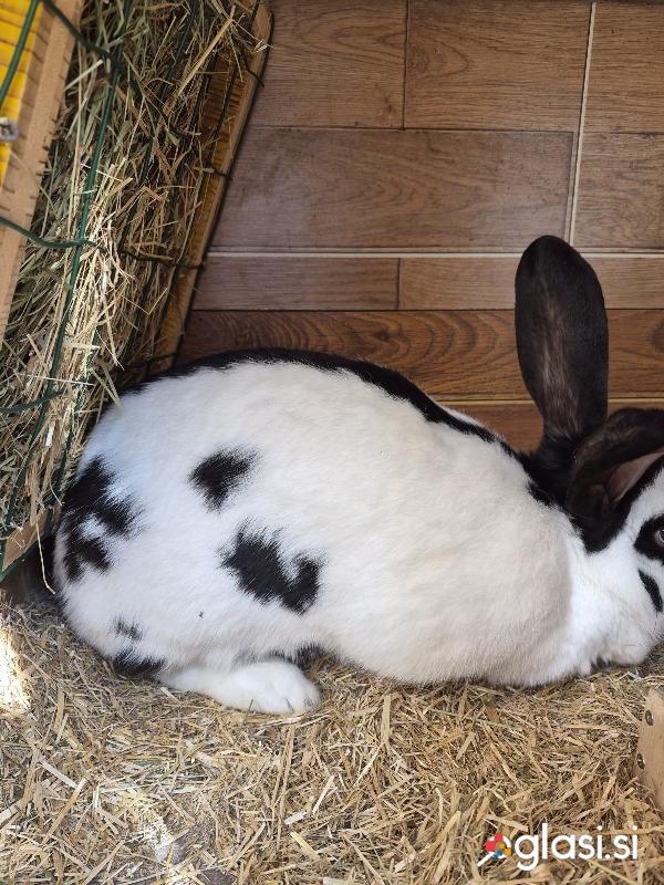 Prodam nemške lisce