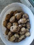 Krompir jedilni 40c/kg in krmni 12c/kg