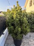 Okrasni bosanski bor v loncu (cca 1,4 m)