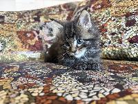 MaineCoon z rodovnikom