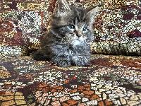 MaineCoon z rodovnikom