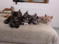 MaineCoon z rodovnikom