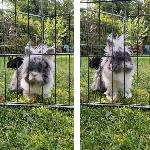 8 delna kovinska modularna ograda za kužke ali mačke 80x80cm