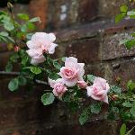 Vrtnica plezalka New Dawn, svetlo roza