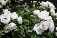 Vrtnica - grmasta, drobni beli cvetovi, bogato cveti