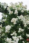 Vrtnica - grmasta, drobni beli cvetovi, bogato cveti