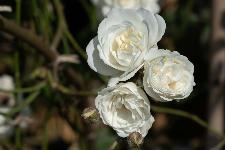 Vrtnica - grmasta, drobni beli cvetovi, bogato cveti