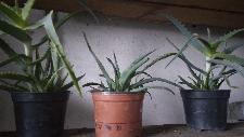 Drevesasta aloja - aloe arborescens