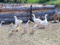 Race tekačice in kodraste gosi