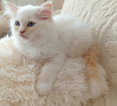 Ragdoll mačkonček