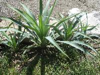Palma juka yucca