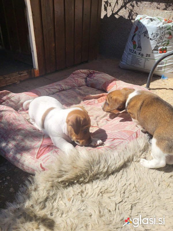 Dva samčka jack Russell Teirrierčks