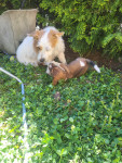 Dva samčka jack Russell Teirrierčks