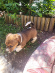 Dva samčka jack Russell Teirrierčks