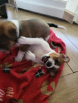 Dva samčka jack Russell Teirrierčks