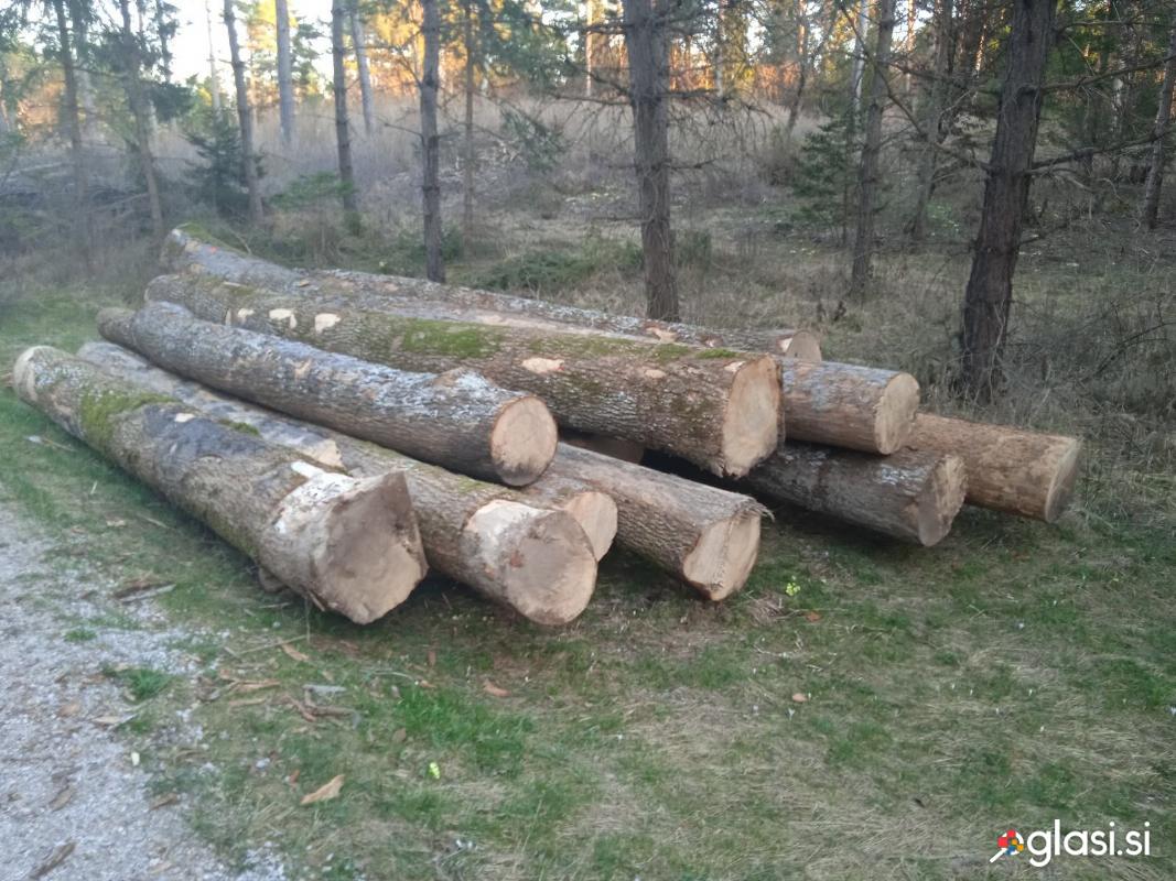 Hlodi jesen hlodovina gozdni jesen