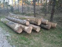 Hlodi jesen hlodovina gozdni jesen