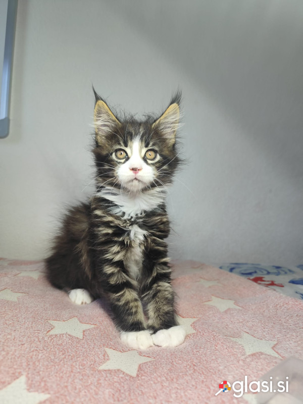 Maine coon mladičke samčki
