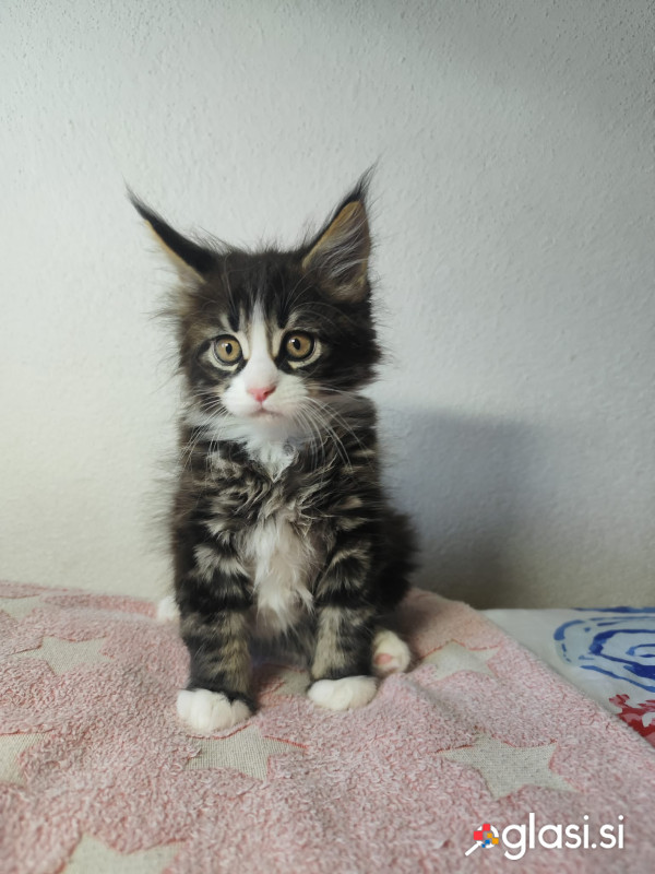 Maine coon mladički samčki