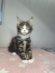 Maine coon mladički samčki