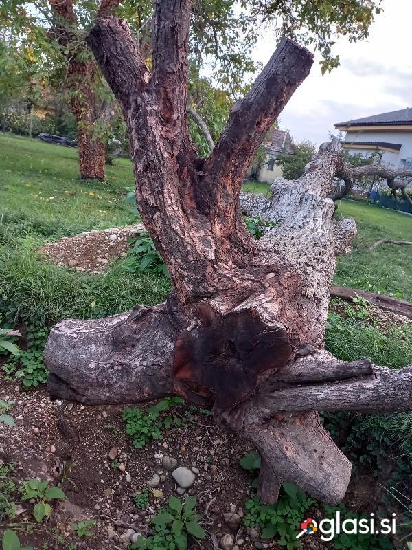 Orehova korenina, očiščena je še na hlodu