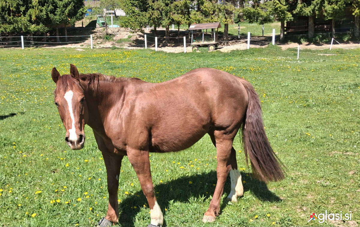 Nov dom išče  enajstletni Quarter horse kastrat Fire