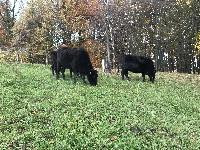 WAGYU GOVEDO