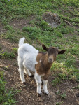 Prodam mini kozlička