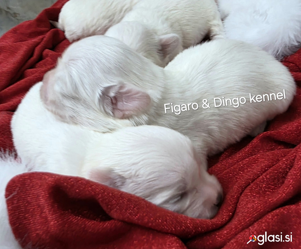 Coton de Tulear