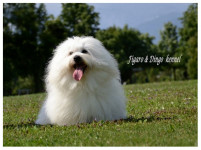 Coton de Tulear