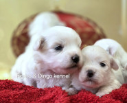 Coton de Tulear