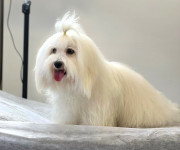 Coton de Tulear