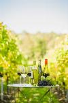 Prodam vino različnih sort (zvrst, chardonnay, modra frankinja,...)
