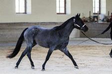 Quarter horse žrebec za pripust