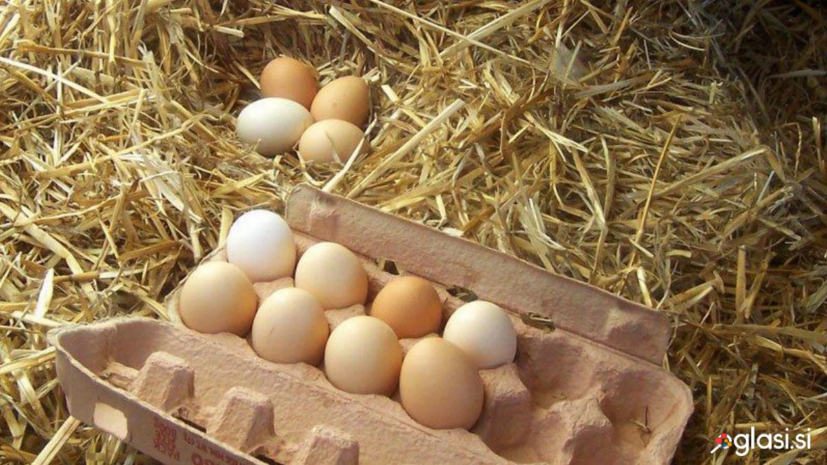 Kokošja jajca BIO