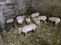 Mini ouessant ovce (ovca + oven)