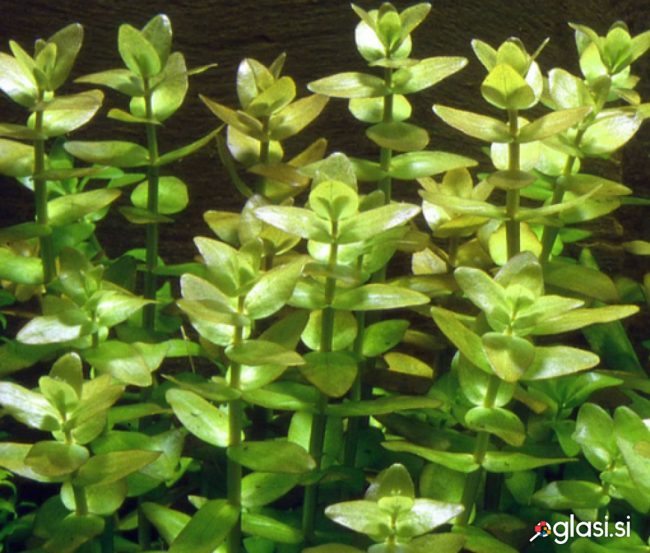 Akvarijske rastline