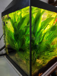 Akvarijske rastline