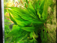 Akvarijske rastline
